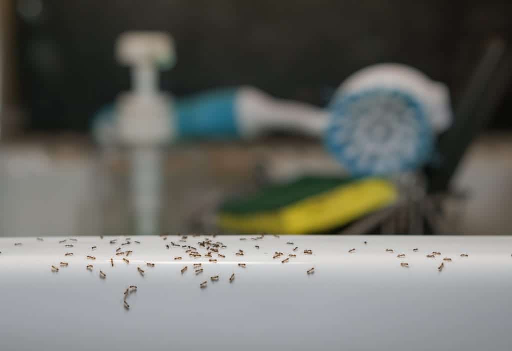 shutterstock 737216392 10 Ant Myths You Shouldn’t Believe