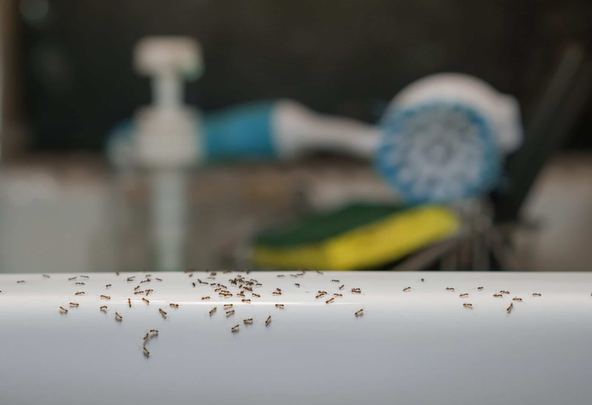 Pointe Pest Control Cost