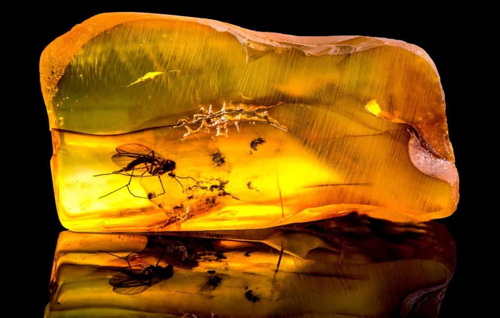 shutterstock 764363773 Could Insects Have Ended the Dinosaurs?