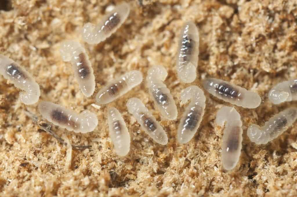 shutterstock 76749073 Life Cycles of Ants