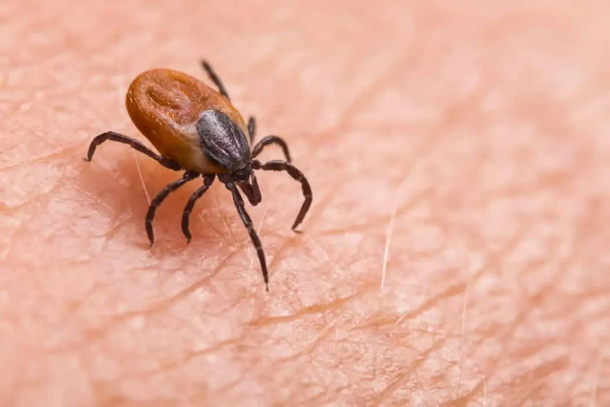 Close-up of a tick crawling on human skin, highlighting a common pest that can transmit diseases through bites.