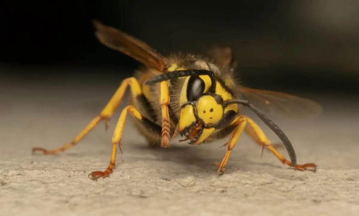 Macro image of a yellowjacket wasp on a flat surface, highlighting an aggressive stinging insect commonly encountered outdoors.