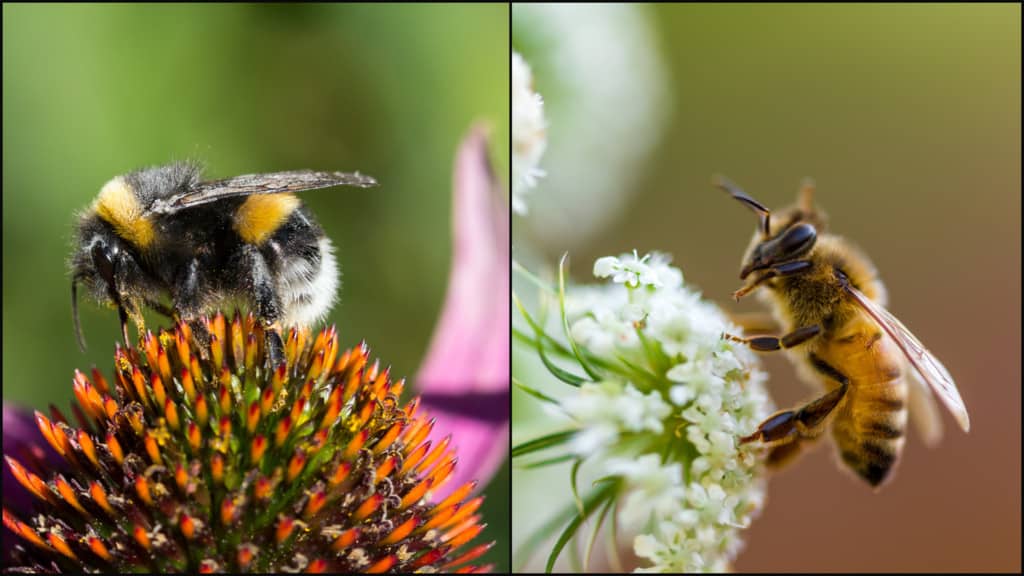 Honeybee Bumblebee Sister Stingers – Bumblebee vs. Honeybee