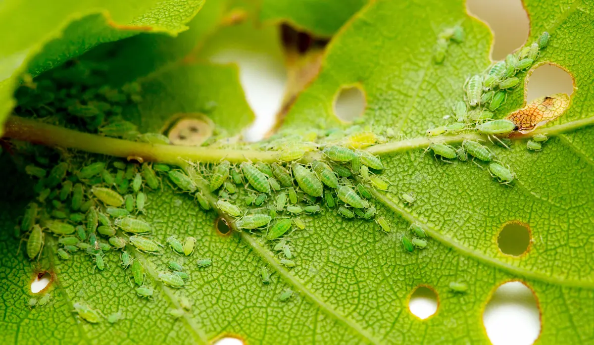 Close-up of green aphids infesting damaged plant leaf