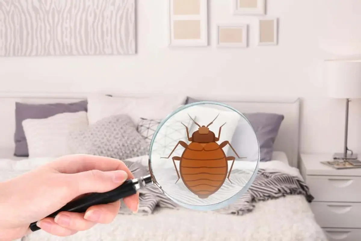 Illustration of a bed bug being identified during a bedroom inspection, representing a common household pest problem.