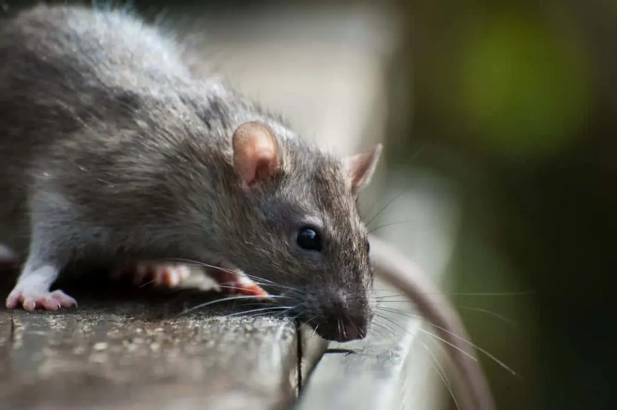 Brown rat standing on a concrete edge with a blurred background