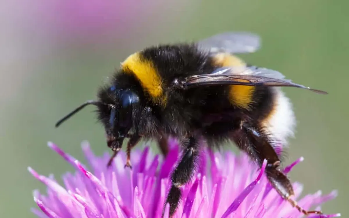 Macro photograph of a bumblebee collecting nectar from a purple flower
