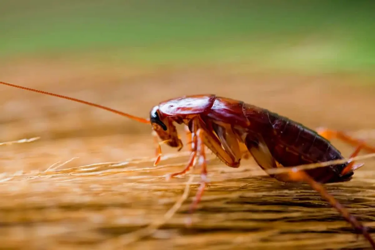 Brown cockroach crawling across a wooden surface indoors, a common household pest associated with unsanitary conditions.