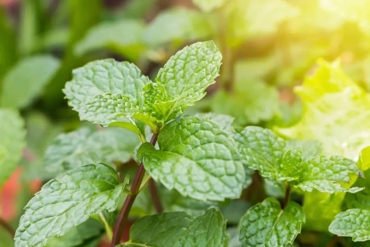 Fresh green mint leaves growing outdoors in natural sunlight