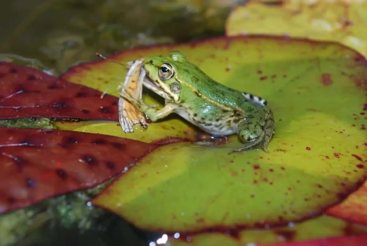 Green frog sitting on a lily pad while holding an insect in its mouth