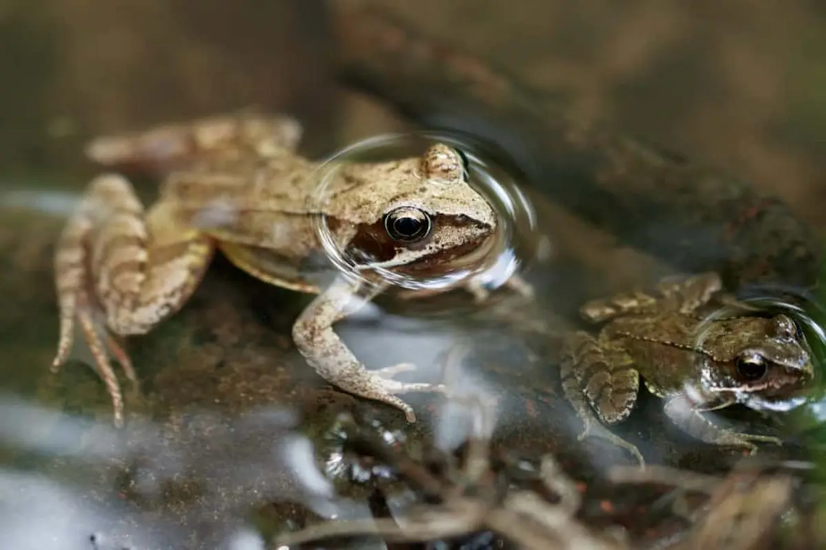 Small brown frogs sitting in shallow water near the edge of a pond or wetland