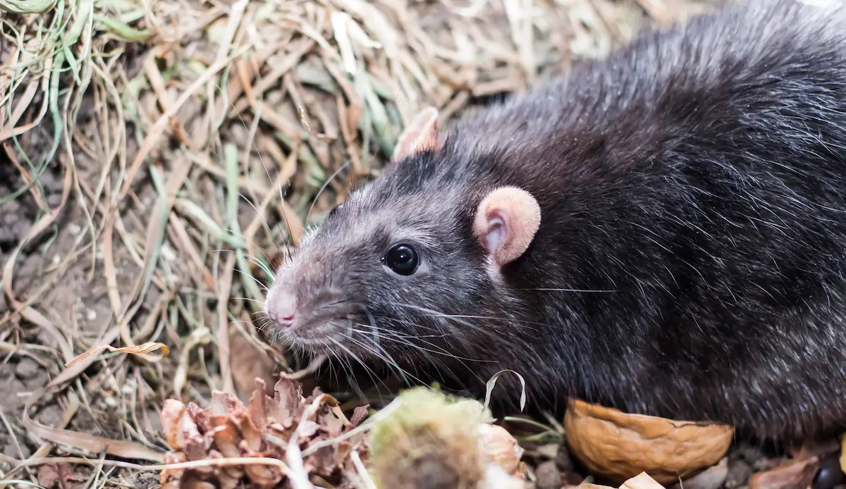 Large black rat resting outdoors among grass and leaves