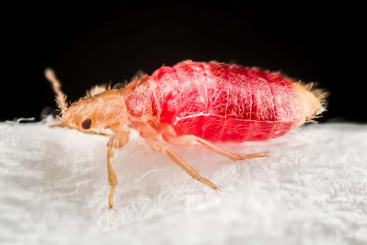 Extreme macro shot of a red bed bug on fabric surface