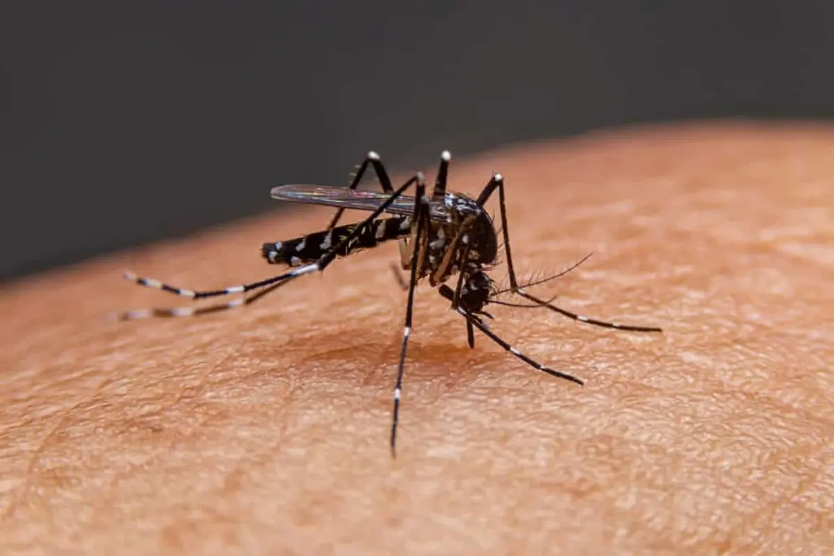 Close up of a mosquito feeding on human skin with its proboscis inserted into the surface