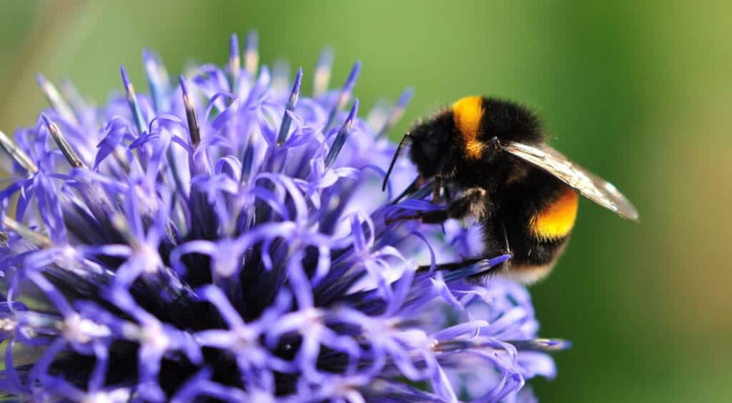 shutterstock 109172633 Sister Stingers – Bumblebee vs. Honeybee