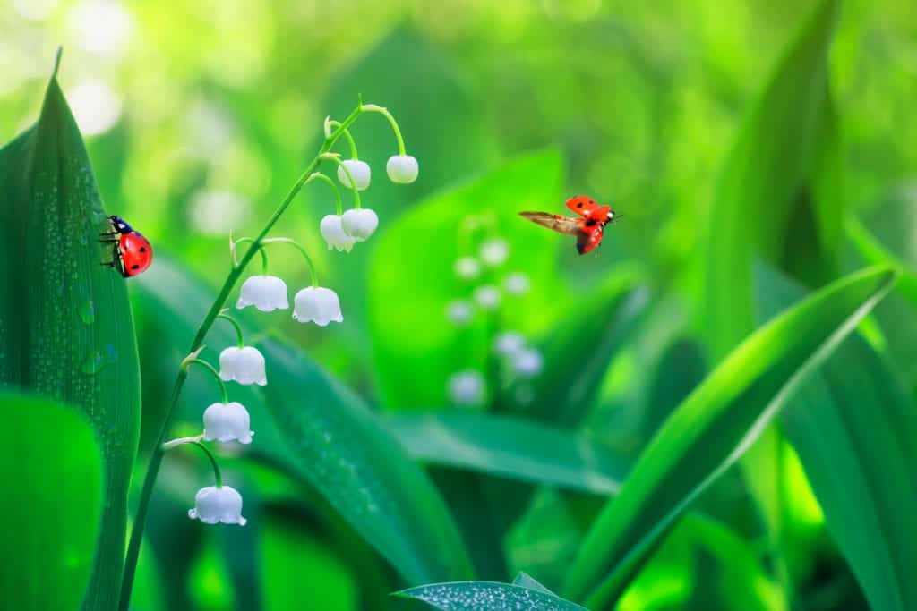 shutterstock 1095625637 Ladybugs in Autumn