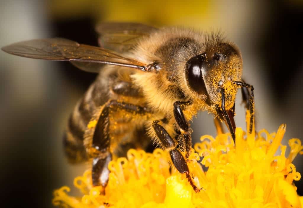 shutterstock 110485346 Sister Stingers – Bumblebee vs. Honeybee