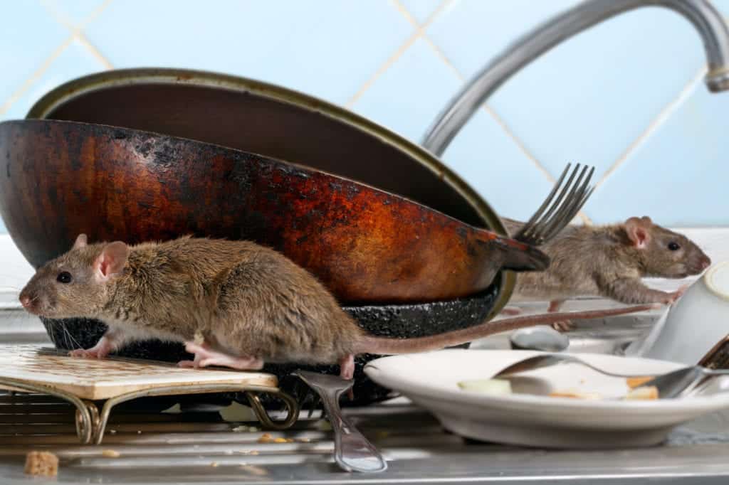 shutterstock 1131133397 Beware of Rats