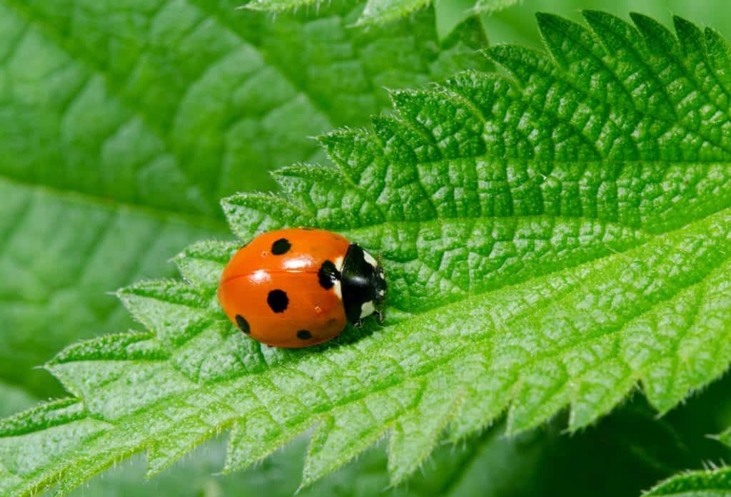 shutterstock 114513184 Do Insects/Bugs Sleep?