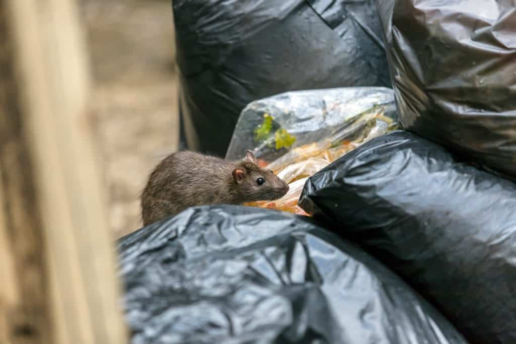 shutterstock 1182872266 Beware of Rats