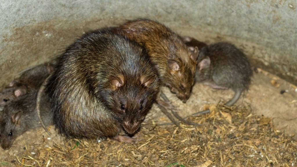 shutterstock 1460831309 Beware of Rats