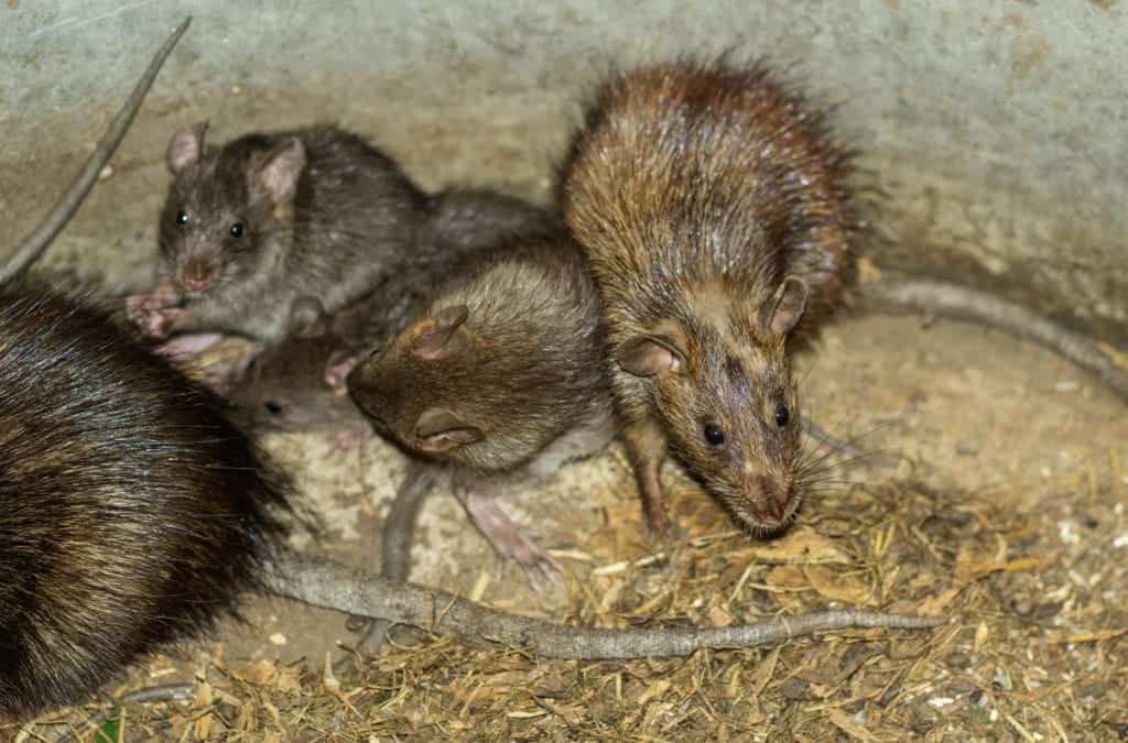 shutterstock 1492578755 Beware of Rats