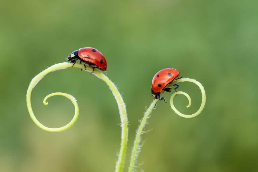 shutterstock 1571443192 Ladybugs in Autumn