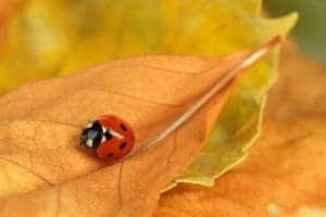 shutterstock 159992579 shutterstock_159992579
