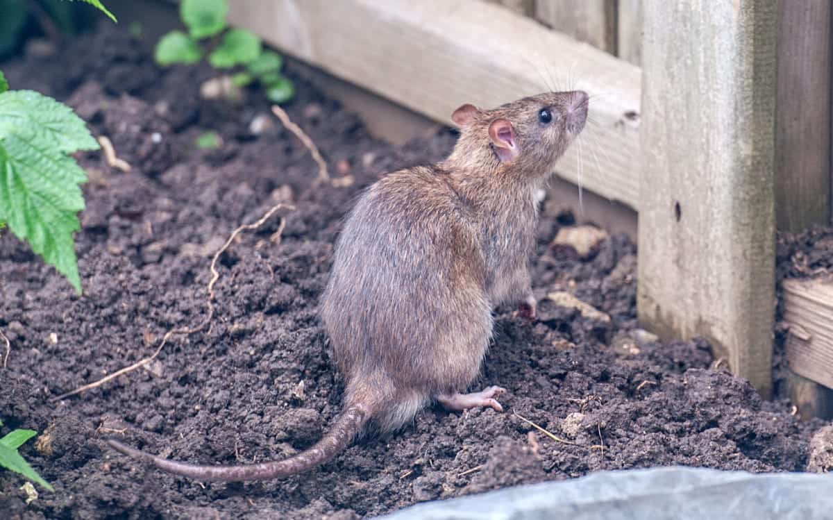 Top Scents that Repel and Attract Rats Pointe Pest Control Chicago