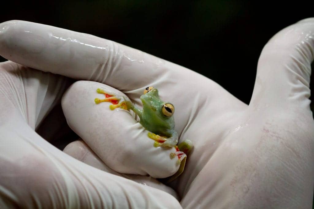 shutterstock 242780236 Frogs – A Natural Form of Pest Control?