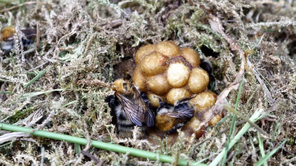 shutterstock 436562614 Sister Stingers – Bumblebee vs. Honeybee
