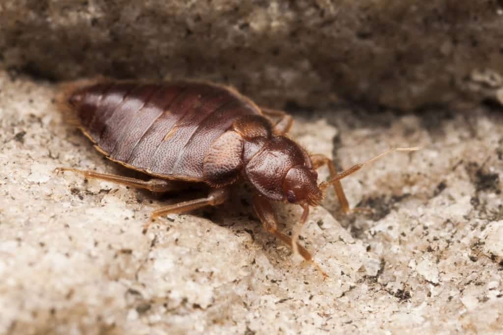 shutterstock 493598245 Bed Bugs… Or Bat Bugs?