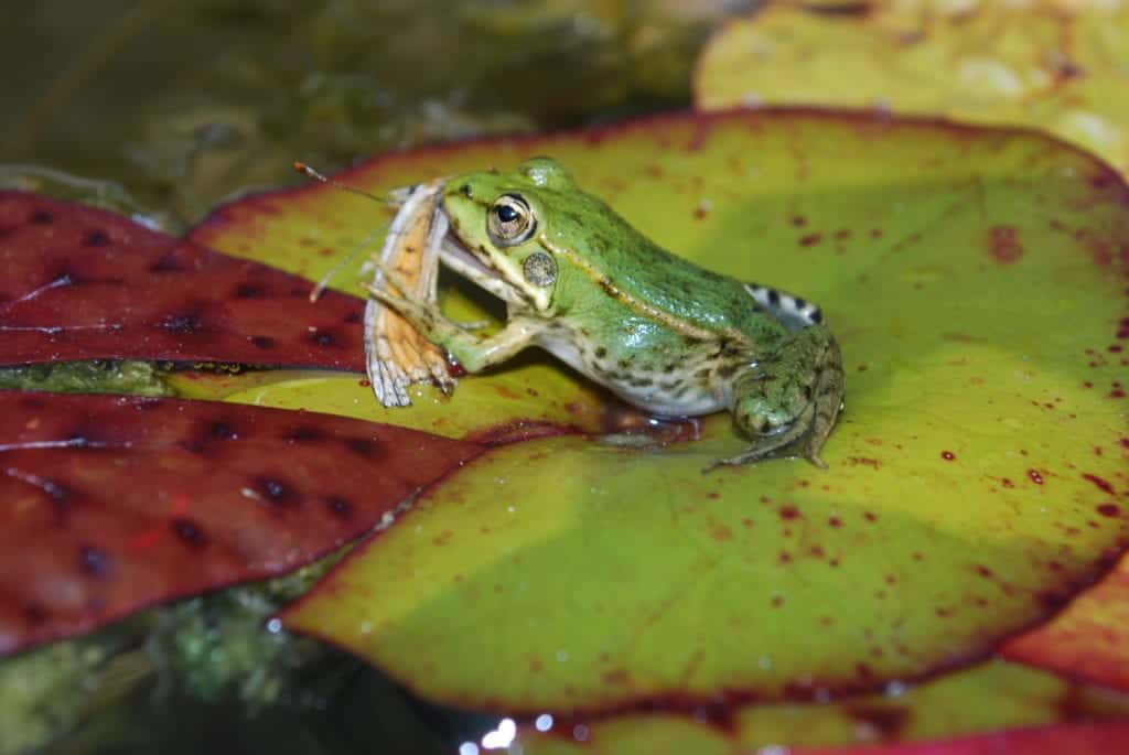 shutterstock 723475993 Frogs – A Natural Form of Pest Control?