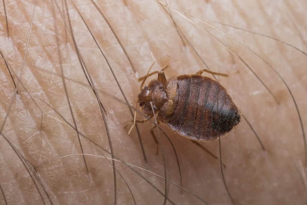 shutterstock 729822577 New Research Shows Bed Bugs Bites Might Be Deadly