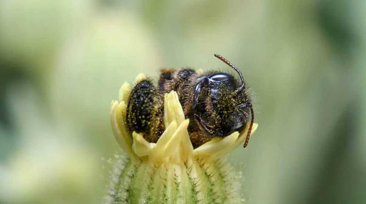 Macro image of a solitary bee resting on a flower bud, covered in pollen and supporting natural pollination.
