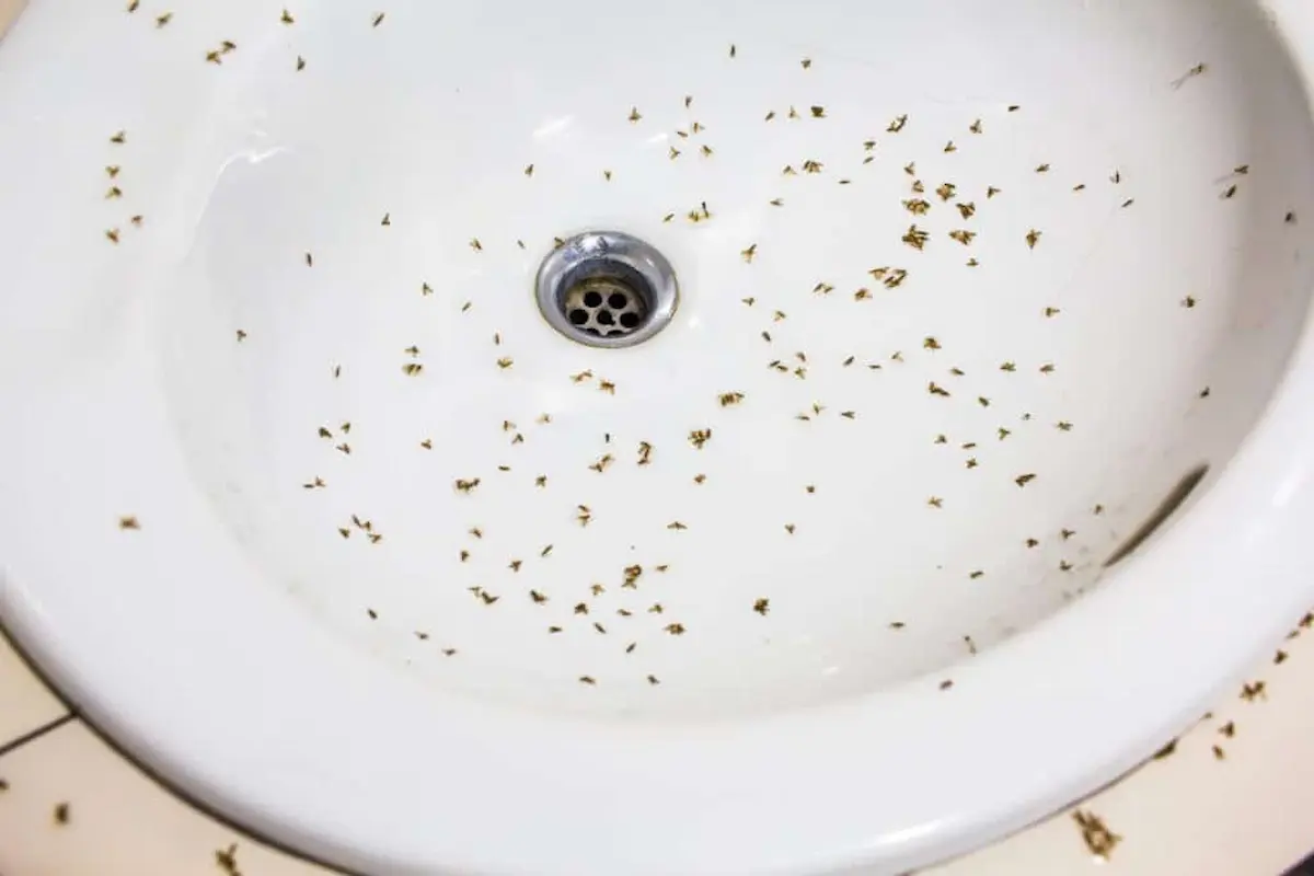 Dead drain flies in sink