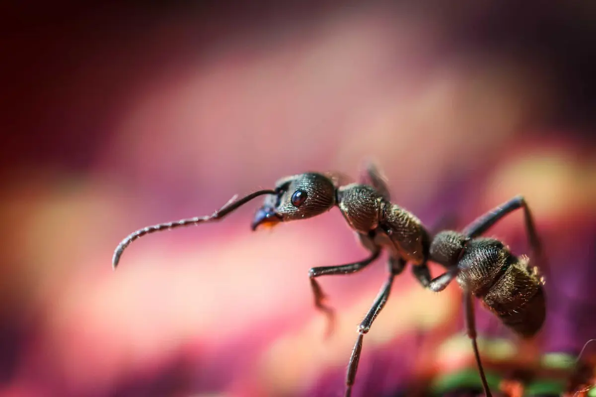 Extreme close-up macro image of a black ant with colorful blurred background