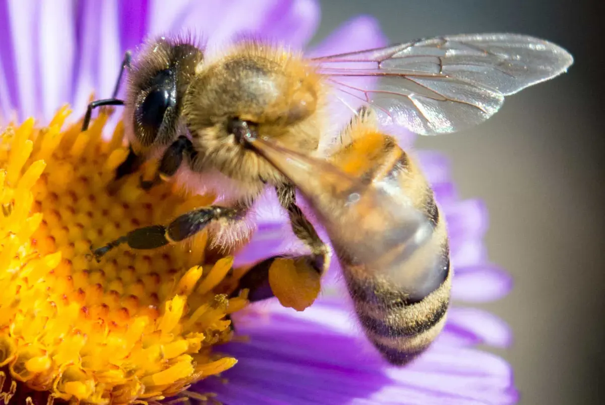 Honeybee collecting pollen from a purple flower in macro view
