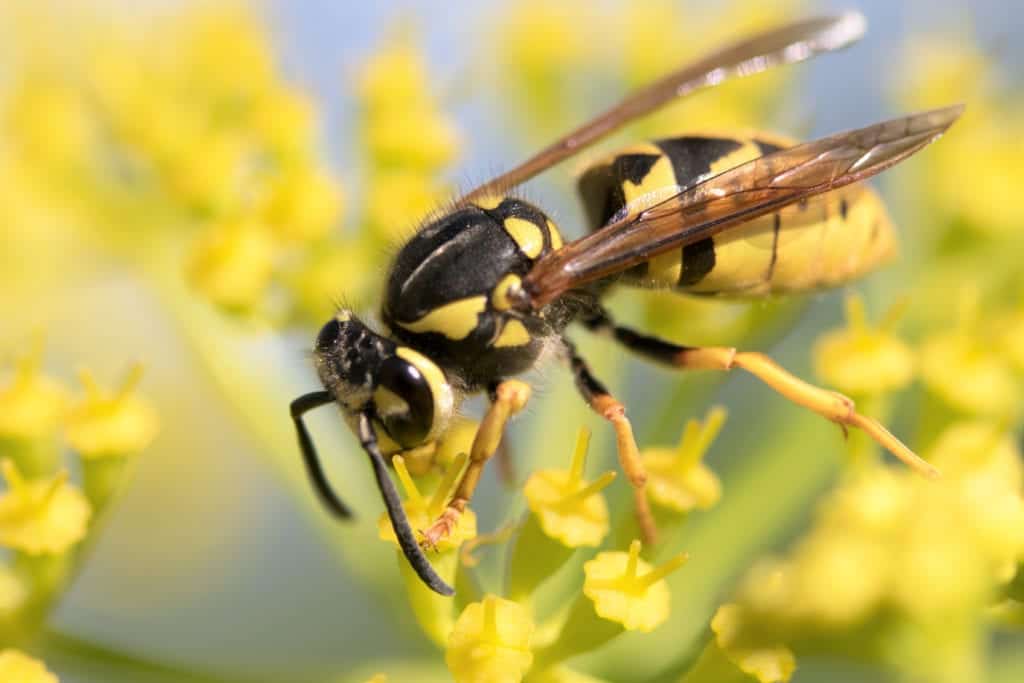 shutterstock 1034255314 Pests Can Be Helpful?!