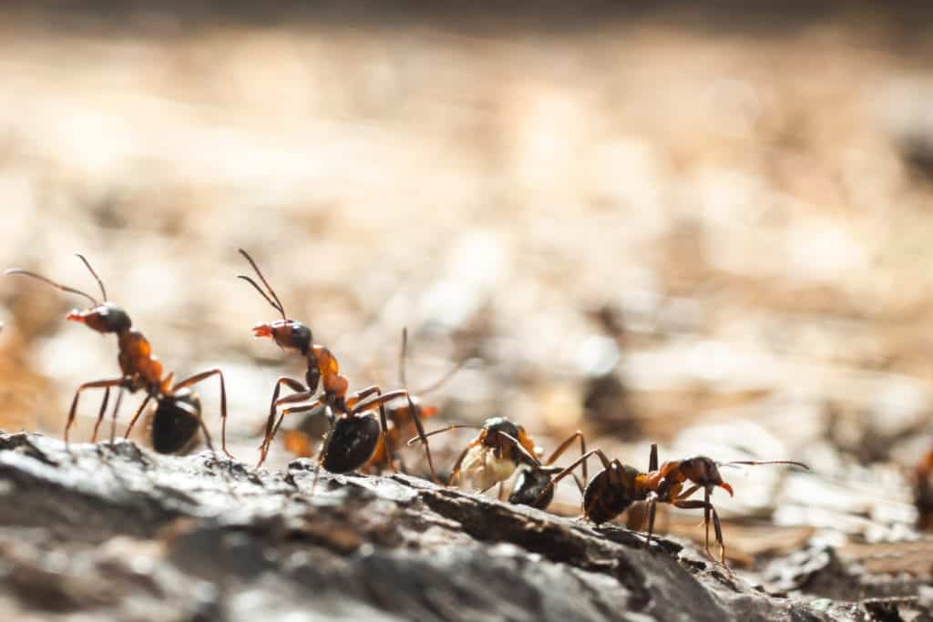 shutterstock 1119224291 Why Don’t Ants Have Traffic Jams?