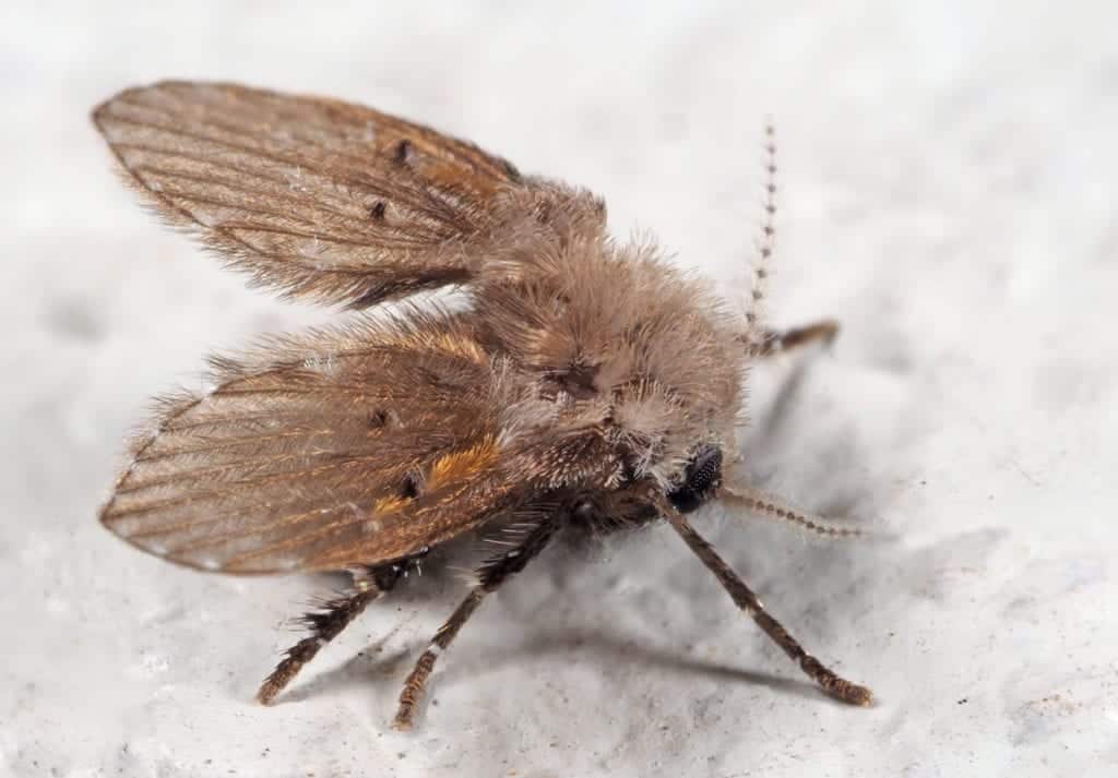 shutterstock 1298154130 Drain Flies 101