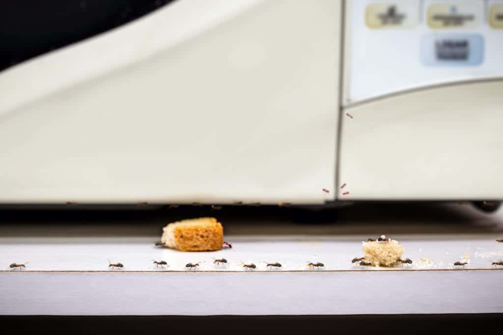 shutterstock 1820546987 What Happens to Ants in the Winter?