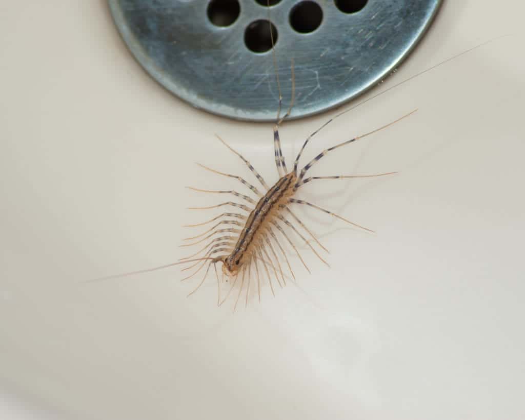 shutterstock 273463868 House Centipedes: The Multilegged Monsters of Chicago