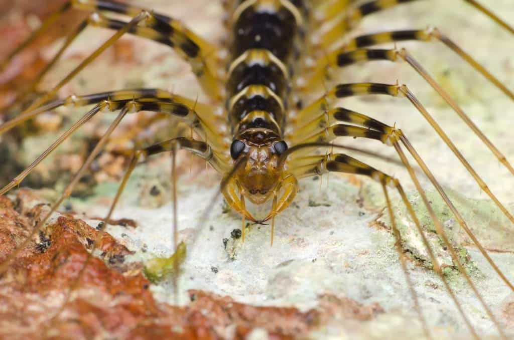 shutterstock 548734078 House Centipedes: The Multilegged Monsters of Chicago