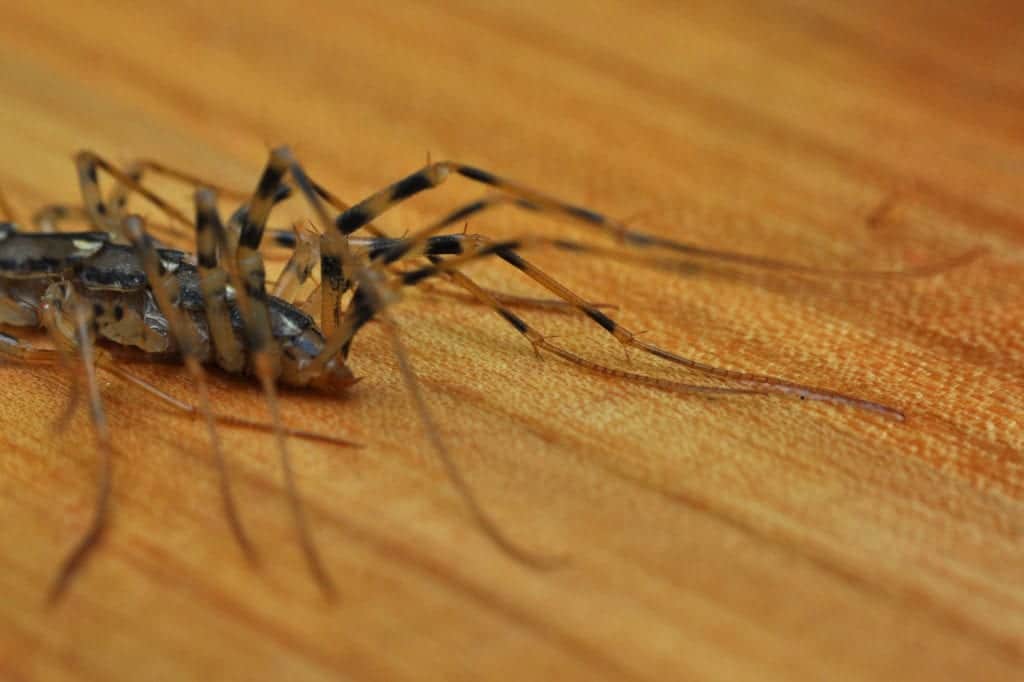 shutterstock 593065934 House Centipedes: The Multilegged Monsters of Chicago
