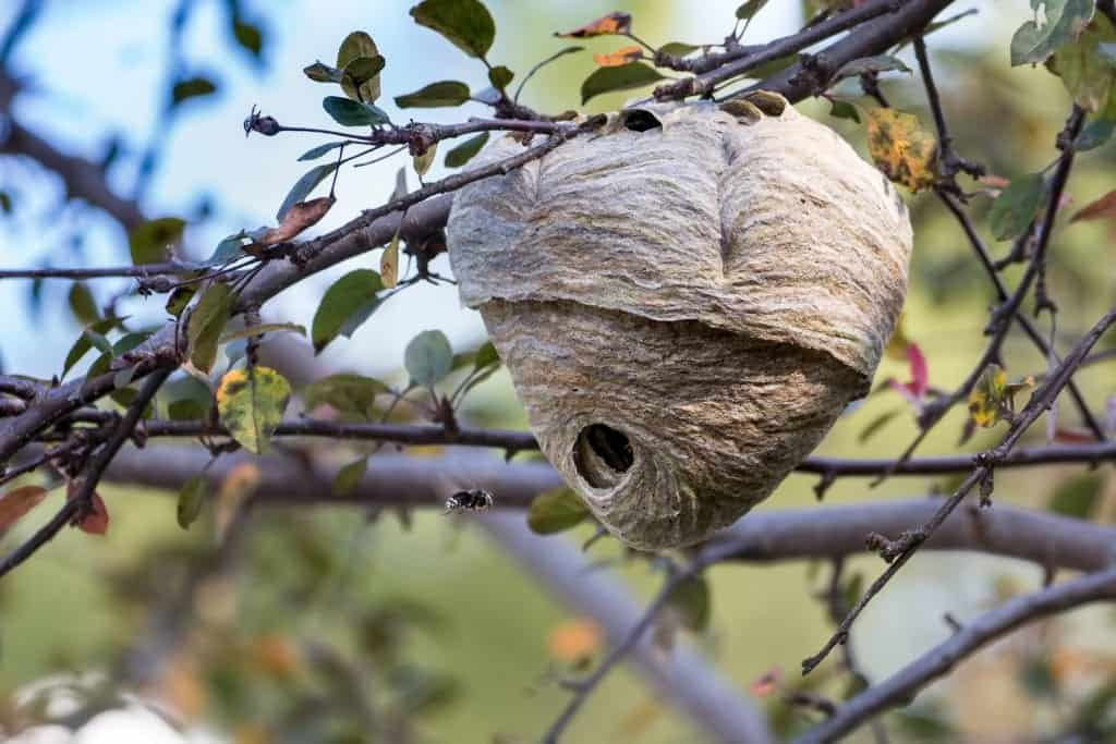 shutterstock 678450649 Weird Attempts at DIY Pest Control