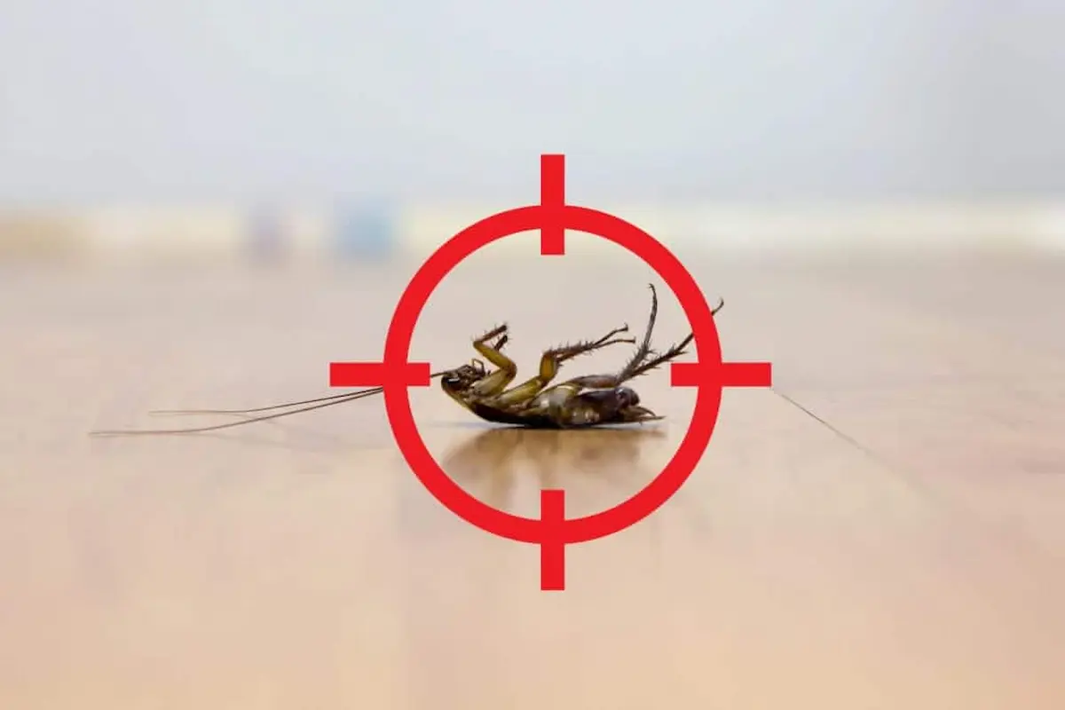 Dead cockroach in target crosshairs