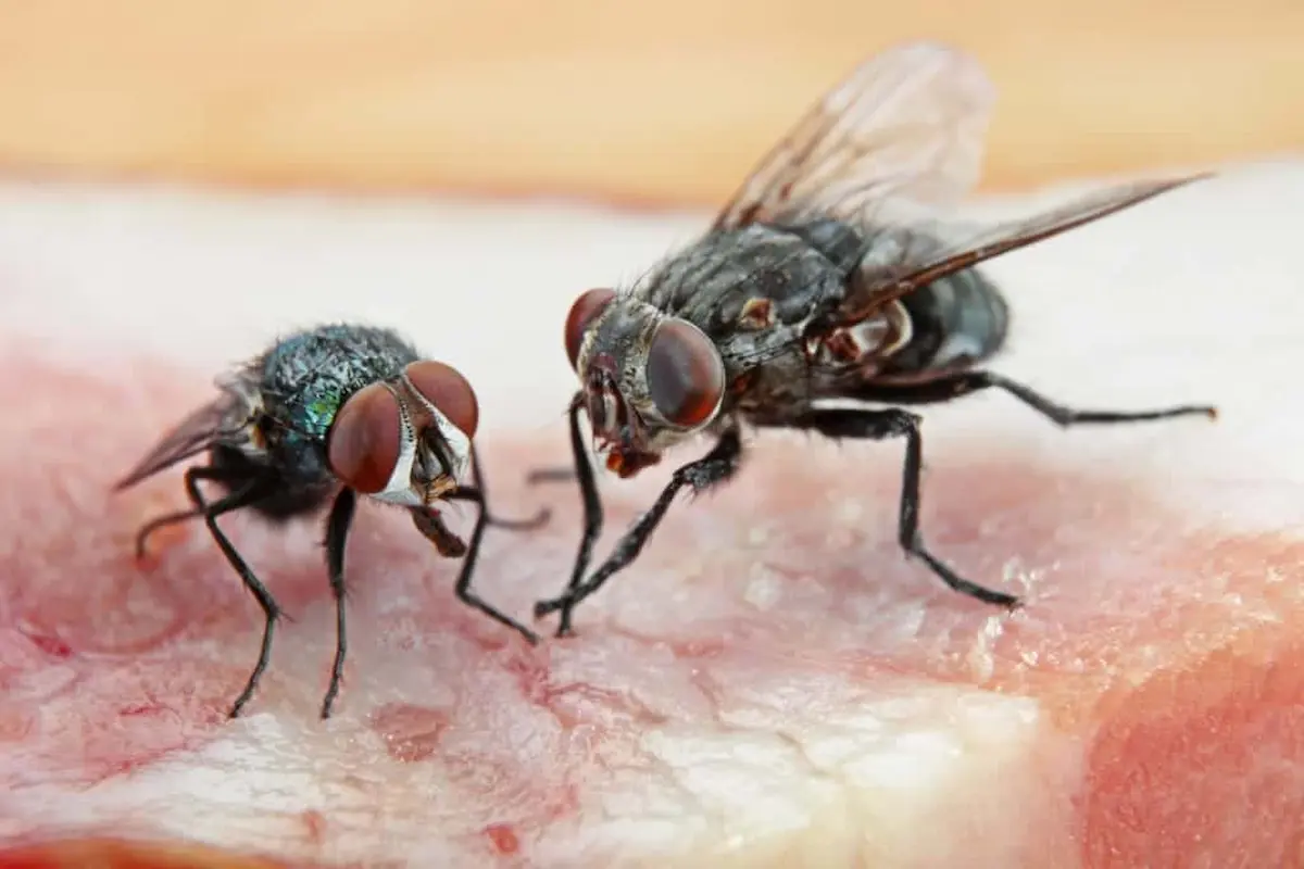 Two house flies standing on a food surface in a close up macro photograph