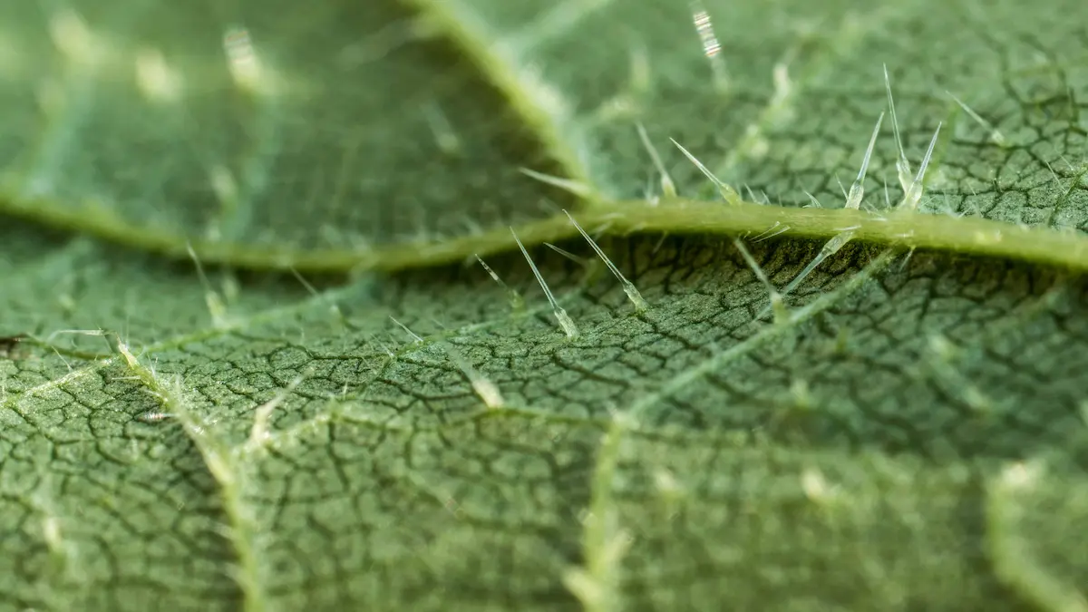 Macro close up of tiny hair like trichomes covering the surface of a green plant leaf