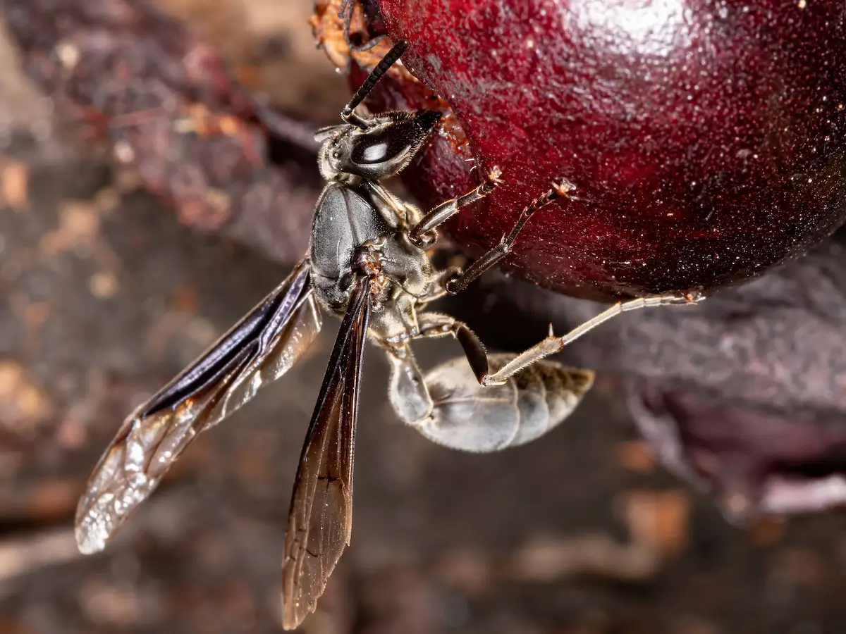 Extreme macro photo of a black ant feeding on fruit